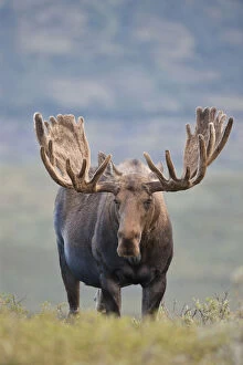 A large bull moose stands among willows