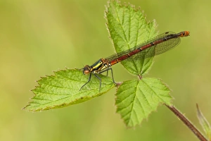 Large Red Damselfly - still in early stages and not yet developed full colour while Large Red Damselfly - still in early stages and not yet developed full colour while