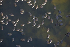 Large Whirligig beetles - group on desert canyon stream Large Whirligig beetles - group on desert canyon stream