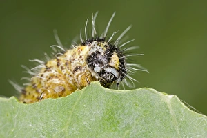 Large White - caterpillar feeding on brassica Large White - caterpillar feeding on brassica
