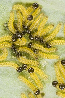 Large white - caterpillars feeding on brassica Large white - caterpillars feeding on brassica