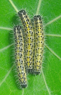 Large White - Larvae on Nasturtium Leaf Large White - Larvae on Nasturtium Leaf