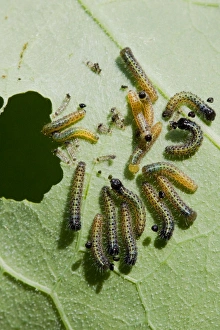 Large White - Newly hatched caterpillars eating nasturtium leaf Large White - Newly hatched caterpillars eating nasturtium leaf