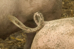 Large White Pig - close-up of tail Large White Pig - close-up of tail