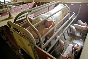Large White PIG - in pen, adult with piglets Large White PIG - in pen, adult with piglets