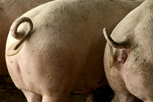 Large White PIGS - rear view showing curly tails Large White PIGS - rear view showing curly tails