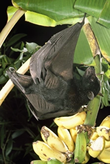 Largest Australian Fruit Bat / Black Flying Fox Largest Australian Fruit Bat / Black Flying Fox