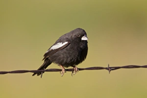 Lark Bunting - adult male perched on barbed wire fence Lark Bunting - adult male perched on barbed wire fence