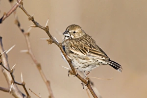 Lark Bunting - female in winter Lark Bunting - female in winter