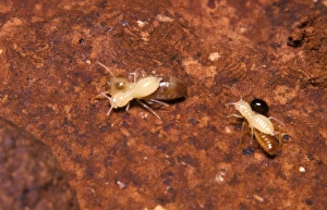 Larvae of Jockey beetle - inquiline carried by Nosy termites (Nasutitermes walkeri) Larvae of Jockey beetle - inquiline carried by Nosy termites (Nasutitermes walkeri)