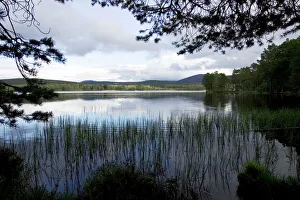 Late spring evening Loch Garten - RSPB Abernethy Forest Nature Reserve Late spring evening Loch Garten - RSPB Abernethy Forest Nature Reserve