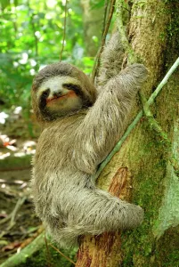 Sloth Prints: Brown-throated Three-toed Sloth Print - Costa Rica