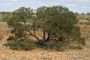 Images Dated 12th April 2003: Latz's Wattle A rare and endangered wattle Near Henbury Station, Alice Springs