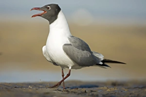 Laughing Gull - Adult in Breeding Plumage Calling Laughing Gull - Adult in Breeding Plumage Calling