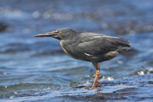 Lava Heron - endemic Galapagos heron, feeding on shore, Santiago Lava Heron - endemic Galapagos heron, feeding on shore, Santiago
