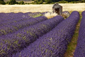 Vaucluse Gallery: Lavender field near Simiane-la-Rotonde