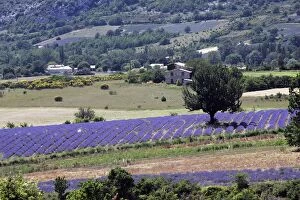 Images Dated 9th July 2005: Lavender. Sault - Vaucluse - PACA