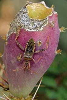Images Dated 25th August 2006: Leaf-footed Bug (Family Coreidae) sucking juices from prickly pear fruit (Opuntia)