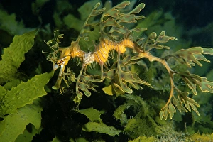 Leafy Seadragon - juvenile with isopod parasite Nerocila sp. attached Leafy Seadragon - juvenile with isopod parasite Nerocila sp. attached