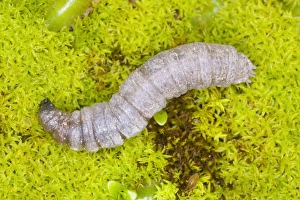 Leatherjacket (larva of cranefly) Leatherjacket (larva of cranefly)