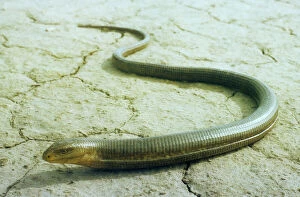 Images Dated 1st March 2010: Legless Lizard