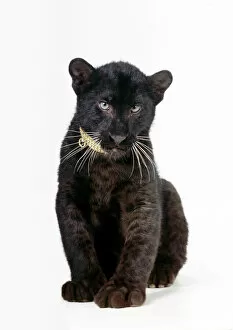 LEOPARD - ├â Black Panther├â - cub, 16 weeks old, sitting, with diamond collar