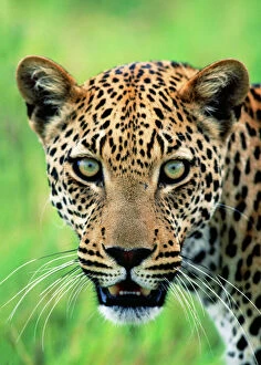 LEOPARD - close-up mouth open
