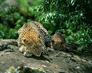Leopard - Female & 2 month old cub Leopard - Female & 2 month old cub