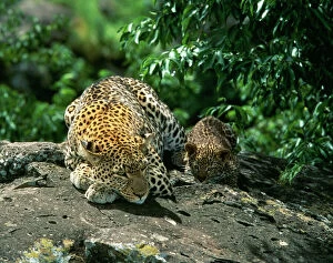 Leopard Collection: Leopard Female & 2 month old cub, Maasai Mara, Kenya, Africa