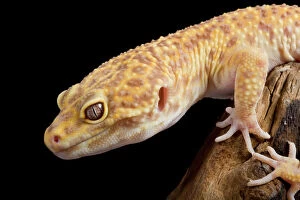 Leopard Gallery: Leopard Gecko - Albino mutation