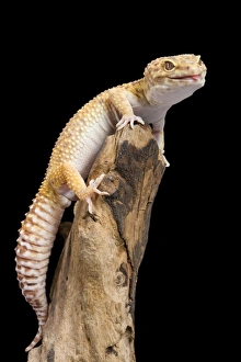 Leopard Gecko - Albino mutation - sticking tongue out Leopard Gecko - Albino mutation - sticking tongue out