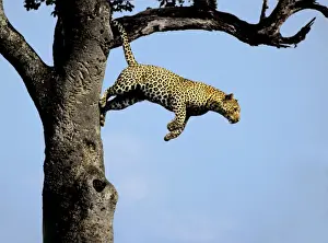 Unique Animal Photography Prints: Leopard - jumping from tree