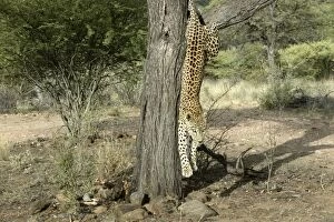 Images Dated 29th December 2003: Leopard Namibia