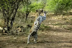Images Dated 2003: Leopard Print - Namibia, Africa