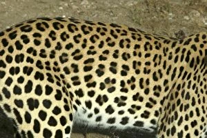 Images Dated 31st December 2003: Leopard Namibia