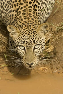 Leopard, Panthera pardus, drinking