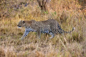 Leopard (Panthera pardus) hunting in grass