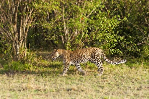 Leopard (Panthera pardus), Maasai Mara National