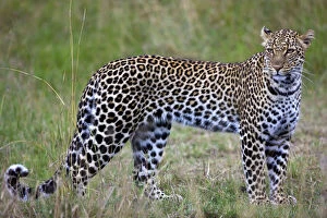 Leopard (Panthera pardus), Masai Mara National