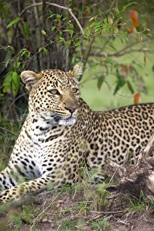 Leopard (Panthera pardus) resting, Masai