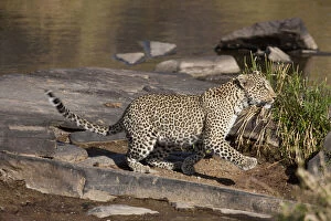 Leopard (Panthera pardus) by river, Masai