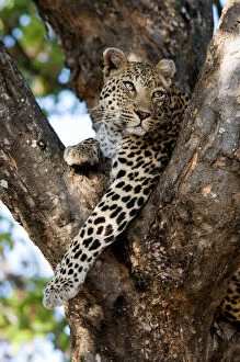 Leopard Cat Gallery: Leopard - resting in fork of tree