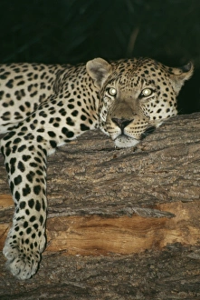 LEOPARD - resting in tree at night LEOPARD - resting in tree at night