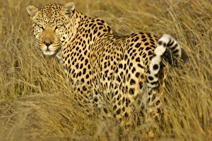 Leopard - standing in high grass in early morning light looking back over its shoulder Leopard - standing in high grass in early morning light looking back over its shoulder