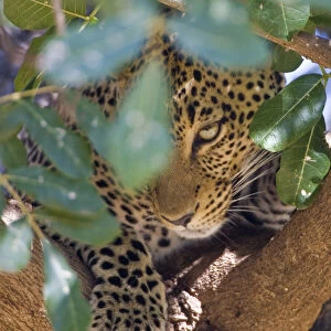 Leopard in tree at Samburu NP, Kenya