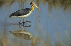 Lesser Adjutant Stork fishing Lesser Adjutant Stork fishing