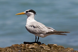 Lesser Crested Tern in non-breeding plumage Lesser Crested Tern in non-breeding plumage