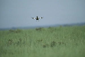 Lesser Florican - Male breeding season display jump Lesser Florican - Male breeding season display jump