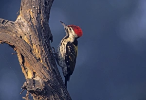 Lesser Goldenbacked / Golden-backed Woodpecker / Black-rumped Flameback - Scouting for Lesser Goldenbacked / Golden-backed Woodpecker / Black-rumped Flameback - Scouting for