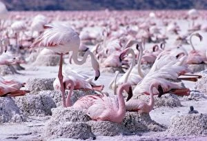 Lesser and Greater FLAMINGOS - at nest